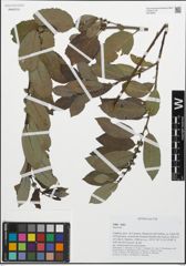 Foto von Salix L.